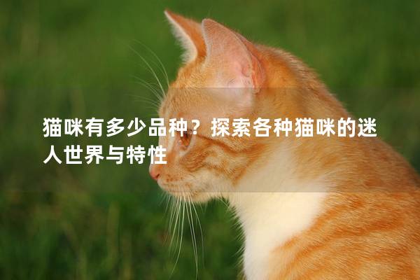 猫咪有多少品种？探索各种猫咪的迷人世界与特性