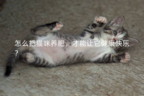 怎么把猫咪养肥，才能让它健康快乐？