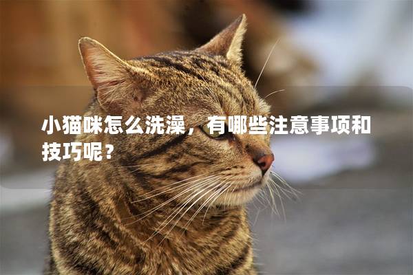 小猫咪怎么洗澡，有哪些注意事项和技巧呢？