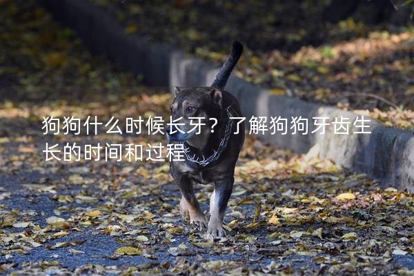 狗狗什么时候长牙？了解狗狗牙齿生长的时间和过程