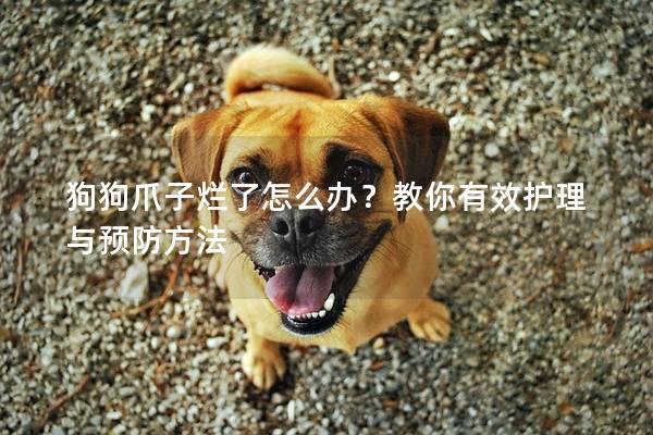狗狗爪子烂了怎么办？教你有效护理与预防方法
