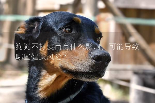 狗狗不打疫苗有什么影响，可能导致哪些健康风险？