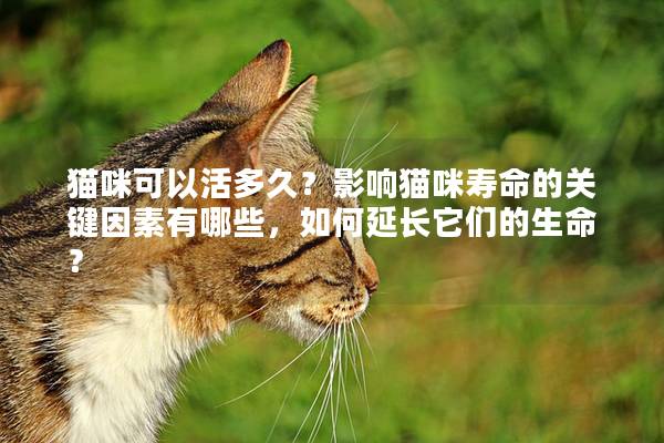猫咪可以活多久？影响猫咪寿命的关键因素有哪些，如何延长它们的生命？