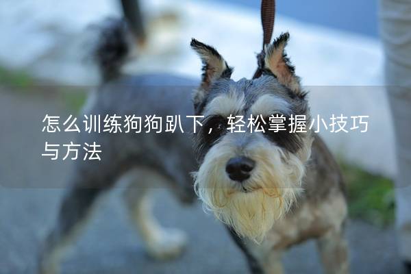 怎么训练狗狗趴下，轻松掌握小技巧与方法
