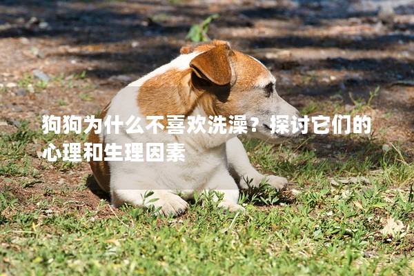 狗狗为什么不喜欢洗澡？探讨它们的心理和生理因素