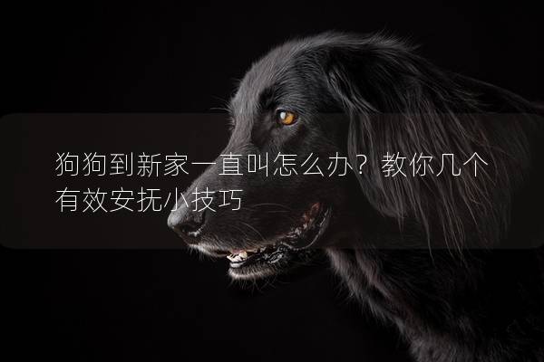 狗狗到新家一直叫怎么办？教你几个有效安抚小技巧