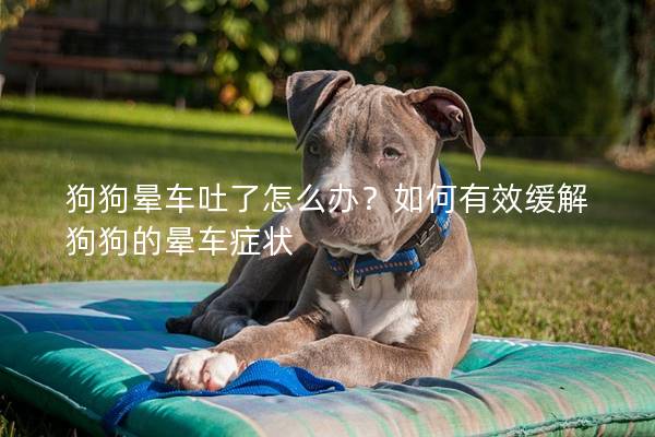 狗狗晕车吐了怎么办？如何有效缓解狗狗的晕车症状