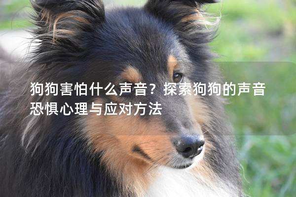 狗狗害怕什么声音？探索狗狗的声音恐惧心理与应对方法