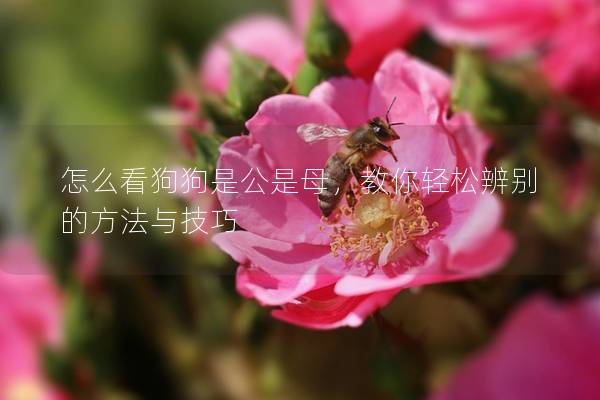 怎么看狗狗是公是母，教你轻松辨别的方法与技巧