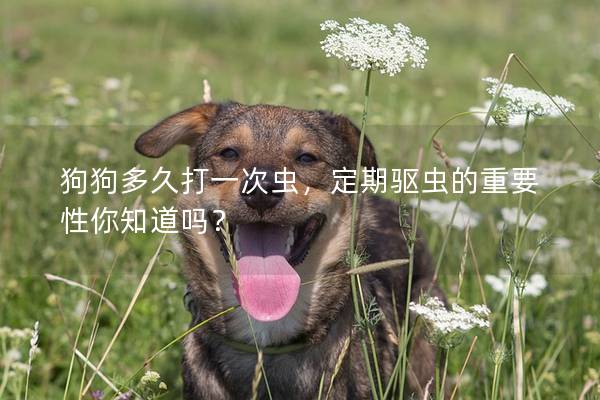 狗狗多久打一次虫，定期驱虫的重要性你知道吗？