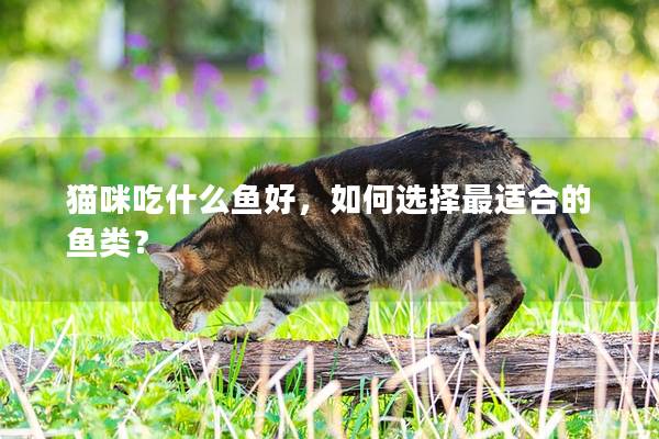 猫咪吃什么鱼好，如何选择最适合的鱼类？