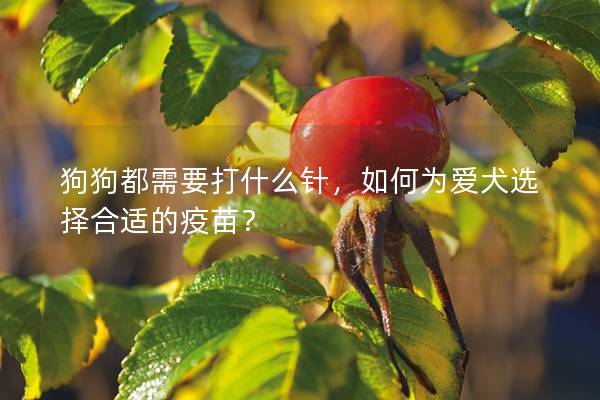 狗狗都需要打什么针，如何为爱犬选择合适的疫苗？