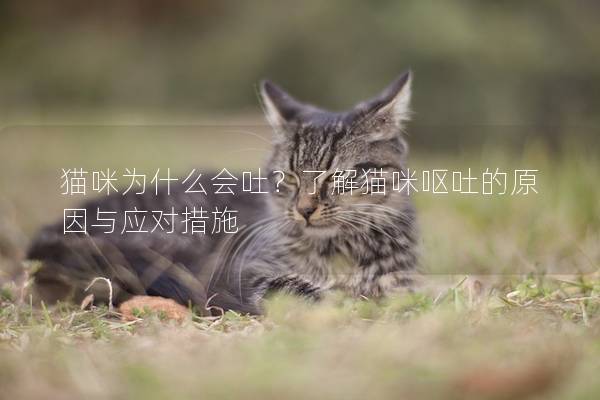 猫咪为什么会吐？了解猫咪呕吐的原因与应对措施