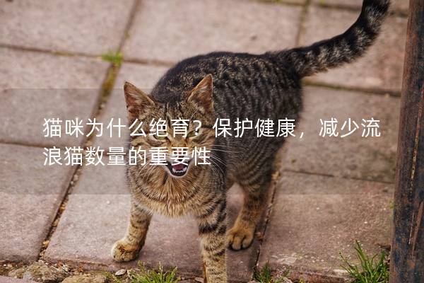 猫咪为什么绝育？保护健康，减少流浪猫数量的重要性