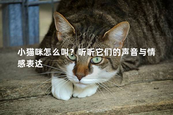 小猫咪怎么叫？听听它们的声音与情感表达