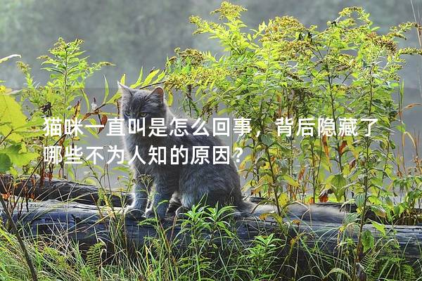 猫咪一直叫是怎么回事，背后隐藏了哪些不为人知的原因？
