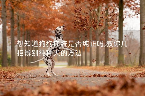 想知道狗狗血统是否纯正吗,教你几招辨别纯种犬的方法