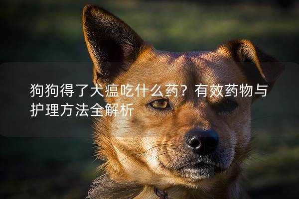 狗狗得了犬瘟吃什么药？有效药物与护理方法全解析