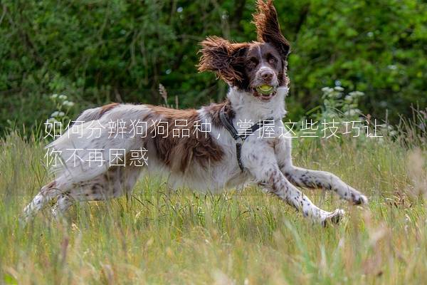 如何分辨狗狗品种，掌握这些技巧让你不再困惑
