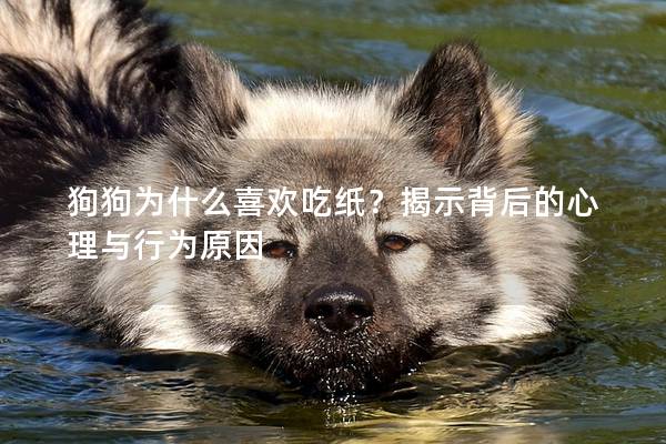 狗狗为什么喜欢吃纸？揭示背后的心理与行为原因