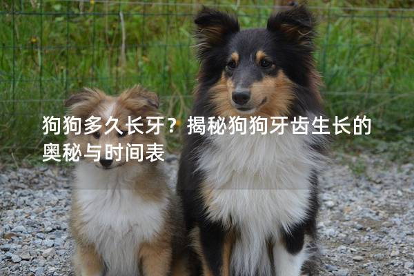 狗狗多久长牙？揭秘狗狗牙齿生长的奥秘与时间表