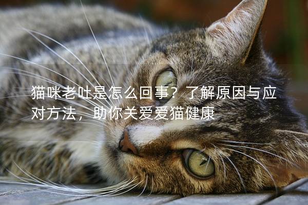 猫咪老吐是怎么回事？了解原因与应对方法，助你关爱爱猫健康