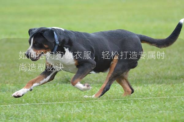 如何给狗狗做衣服，轻松打造专属时尚造型秘诀
