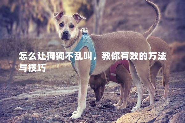怎么让狗狗不乱叫，教你有效的方法与技巧