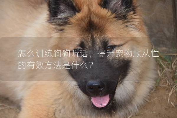 怎么训练狗狗听话，提升宠物服从性的有效方法是什么？