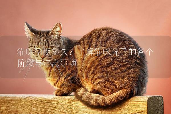 猫咪孕期多久？了解猫咪怀孕的各个阶段与注意事项