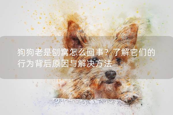 狗狗老是刨窝怎么回事？了解它们的行为背后原因与解决方法