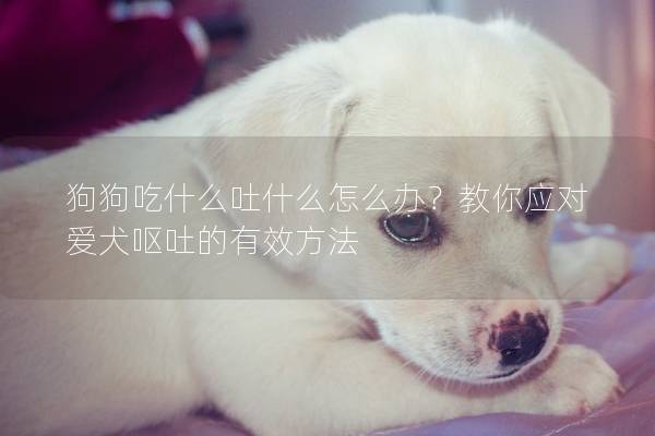 狗狗吃什么吐什么怎么办？教你应对爱犬呕吐的有效方法