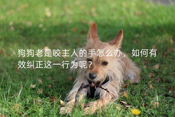 狗狗老是咬主人的手怎么办，如何有效纠正这一行为呢？