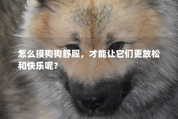 怎么摸狗狗舒服，才能让它们更放松和快乐呢？