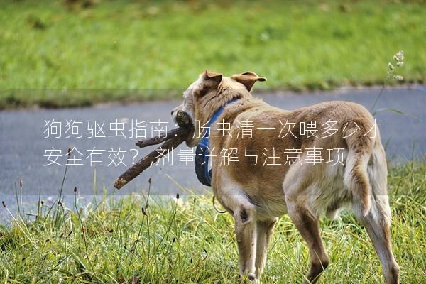 狗狗驱虫指南：肠虫清一次喂多少才安全有效？,剂量详解与注意事项