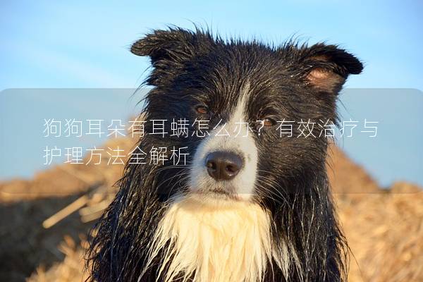 狗狗耳朵有耳螨怎么办？有效治疗与护理方法全解析
