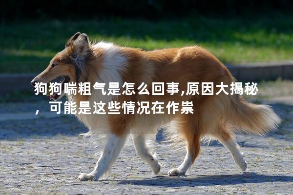 狗狗喘粗气是怎么回事,原因大揭秘，可能是这些情况在作祟
