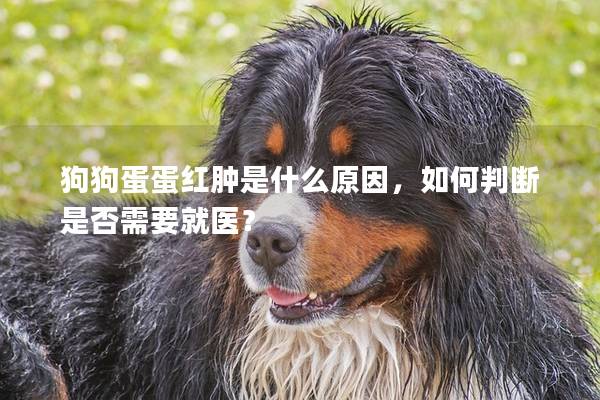 狗狗蛋蛋红肿是什么原因，如何判断是否需要就医？