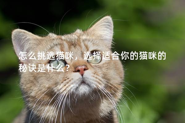 怎么挑选猫咪，选择适合你的猫咪的秘诀是什么？