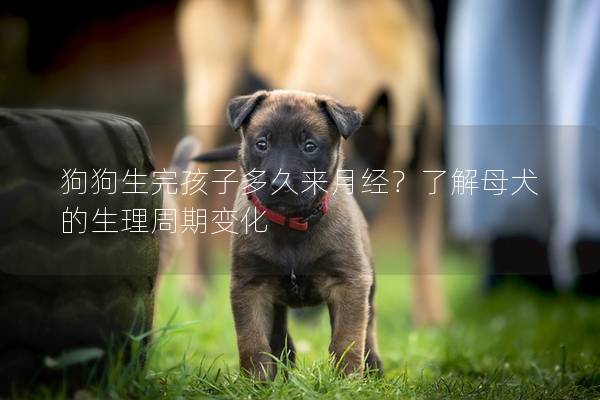 狗狗生完孩子多久来月经？了解母犬的生理周期变化