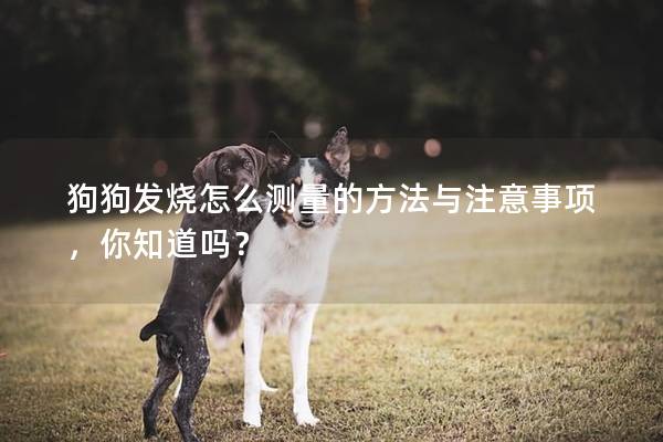 狗狗发烧怎么测量的方法与注意事项，你知道吗？