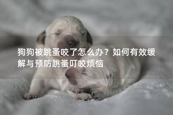 狗狗被跳蚤咬了怎么办？如何有效缓解与预防跳蚤叮咬烦恼