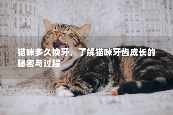猫咪多久换牙，了解猫咪牙齿成长的秘密与过程