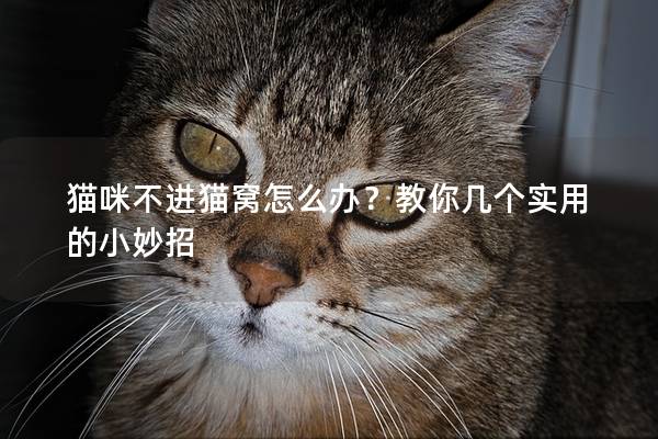 猫咪不进猫窝怎么办？教你几个实用的小妙招