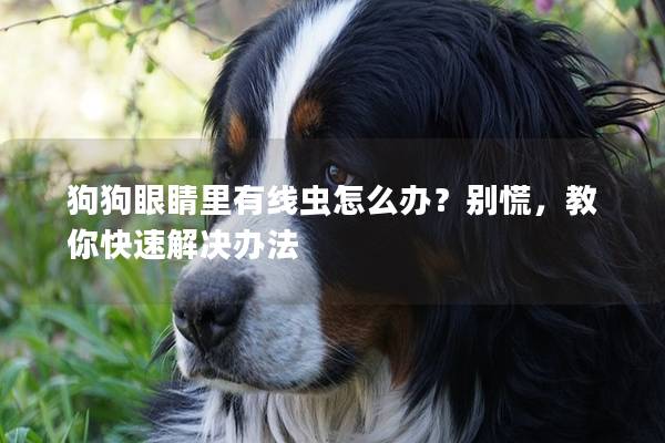 狗狗眼睛里有线虫怎么办？别慌，教你快速解决办法