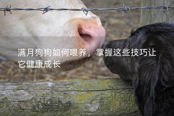 满月狗狗如何喂养，掌握这些技巧让它健康成长