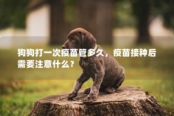 狗狗打一次疫苗管多久，疫苗接种后需要注意什么？