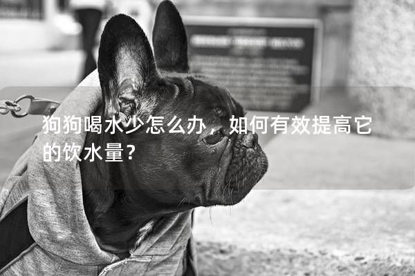 狗狗喝水少怎么办，如何有效提高它的饮水量？