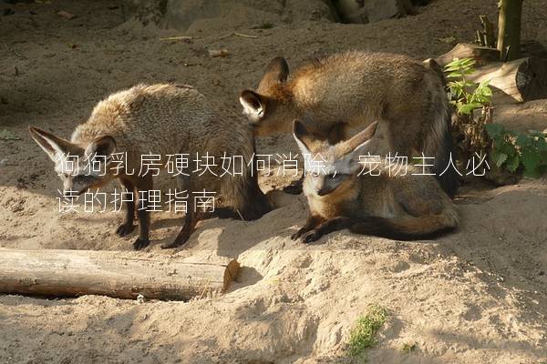 狗狗乳房硬块如何消除，宠物主人必读的护理指南