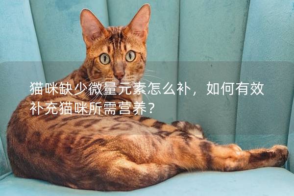 猫咪缺少微量元素怎么补，如何有效补充猫咪所需营养？